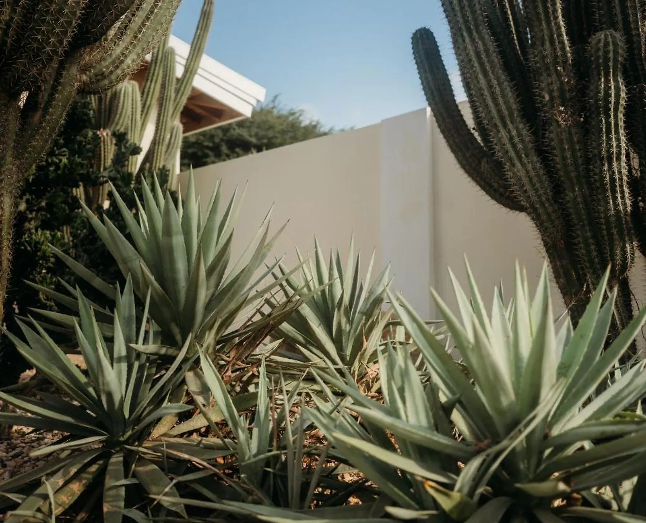 Pura Vida Aruba Appartement Papaya ノールト