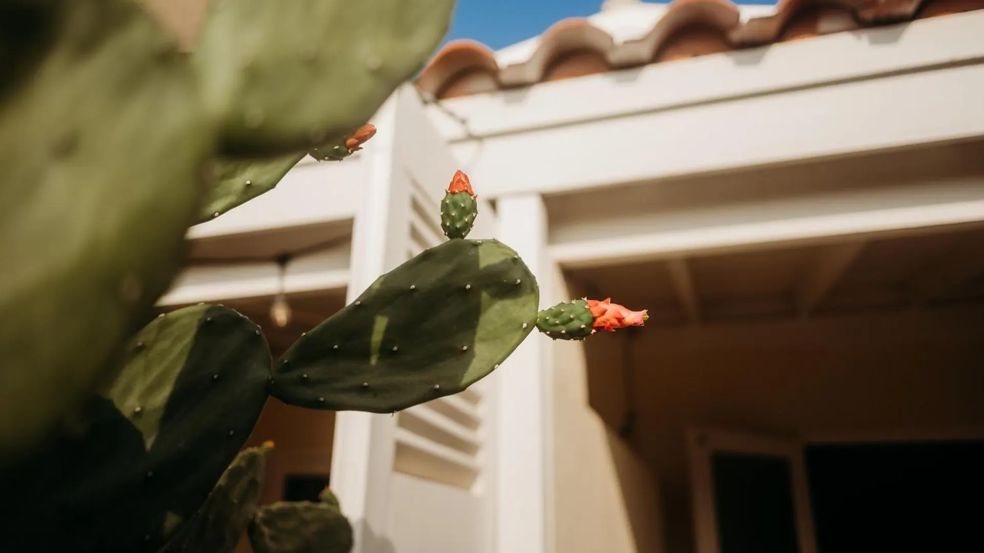 Pura Vida Aruba Appartement Papaya ノールト